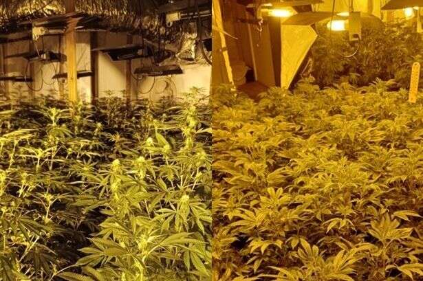 Giant £500,000 cannabis farm found in Smethwick as police issue warning