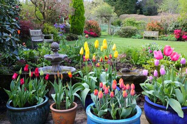 Garden expert urges people to do five essential tasks before end of February