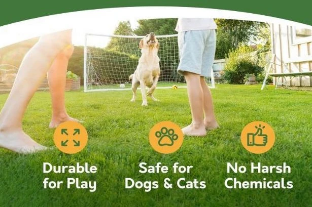 Amazon's 'speedy' grass seed more than 10,000 gardeners have bought in the past month