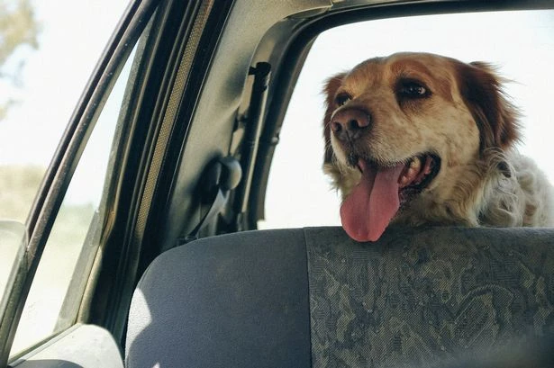 Dog owners 'face three points on driving licence' over little-known problem