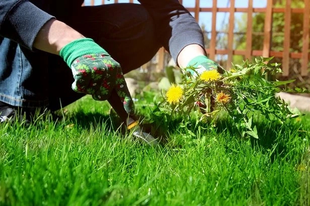 UK households urged to follow 'game changing' gardening hack to stop weeds forever