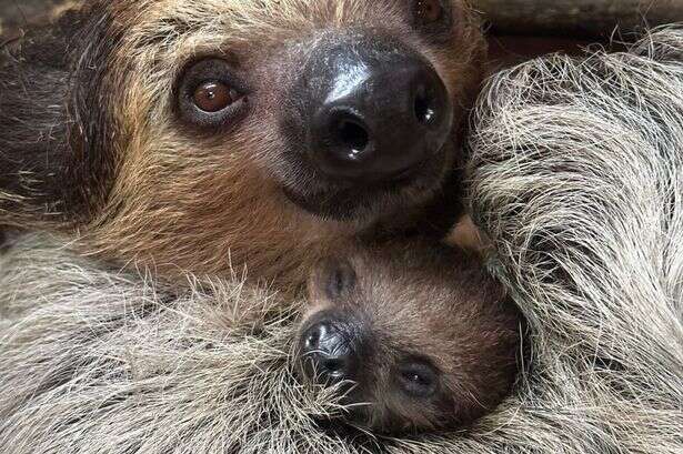 Mums get free Dudley Zoo entry this Mother's Day