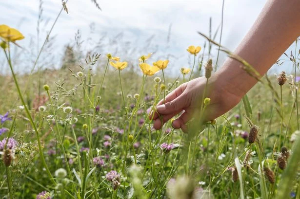 Gardeners urged to skip common task to 'transform your space' in May