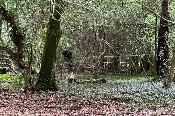 Full police statement after 'multiple bodies' found in UK woods