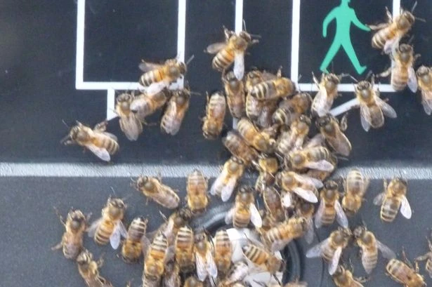 Heatwave could trigger 'massive' swarms of 50,000 'deafening' bees that 'look like danger'