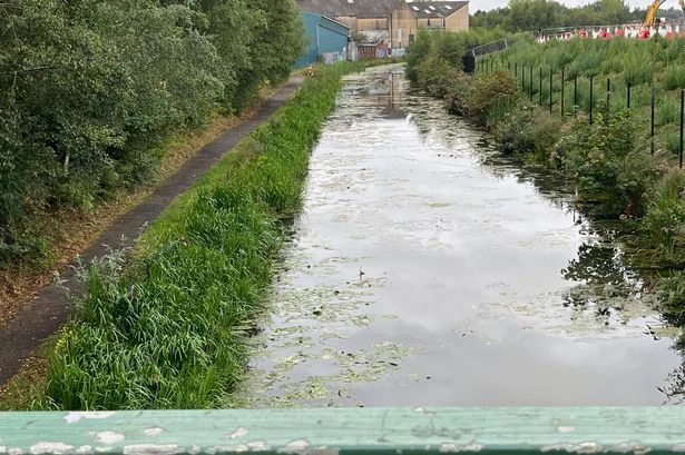 Geese found dead by Walsall Canal in suspected poisoning attack