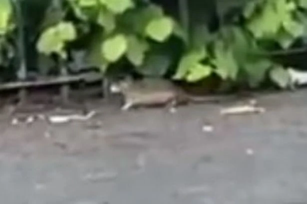 Shock as rats scuttle about in Birmingham park in broad daylight