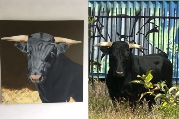 Update on rescued Birmingham bull that roamed city streets and the gesture to help secure his future