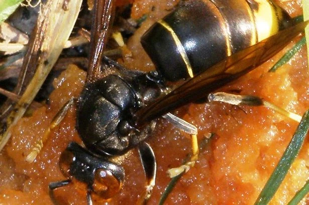 'Bee-killing' hornets return to UK with more than ever spotted this year