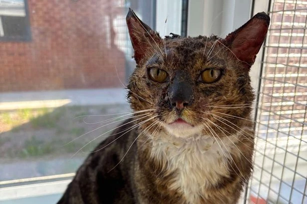 Mystery as badly burned cat abandoned at vets and the public are reacting in the kindest way