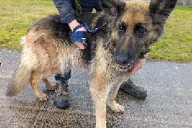 Birmingham dog owner banned after claiming he didn't notice German Shepherd's huge cancerous tumour