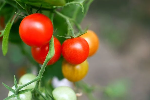 Grow your own tomatoes with Amazon's £14 3-piece plant set
