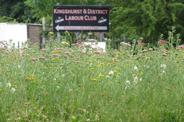 Pictured before and after - Roadsides and roundabouts in Solihull left to grow wild for the bees