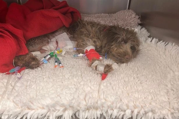 Police probe park attack after puppy savaged by off-lead dog who was 'in for the kill'