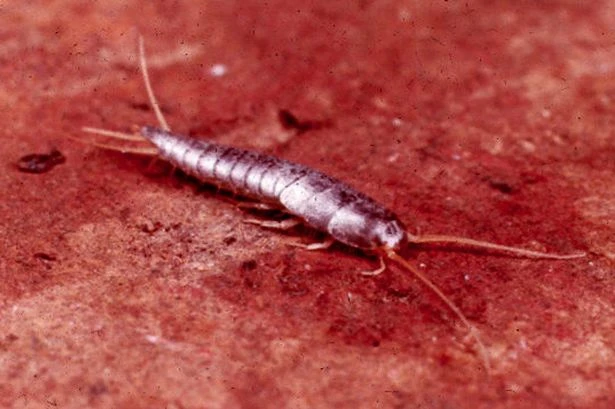 UK households told of silverfish 'invasion' as expert shares how to banish insect