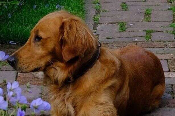 Gardeners' World star Monty Don shares dog Ned's 'new role' on BBC show