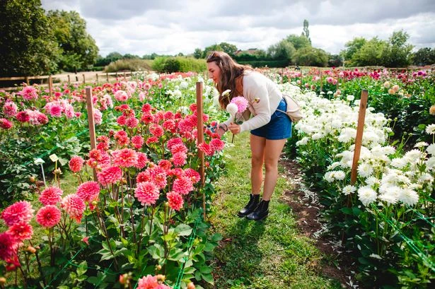 A 'spectacular' PYO flower field is opening near Birmingham this summer