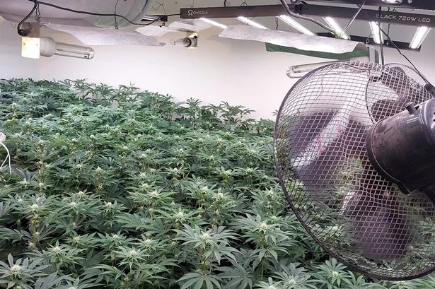 Police make arrest after hundreds of cannabis plants found at Midlands property