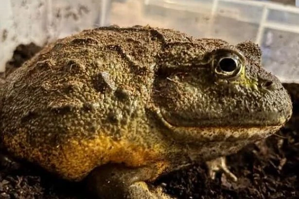 Frog snatched from petting farm leaving kids and staff 'devastated and heartbroken'