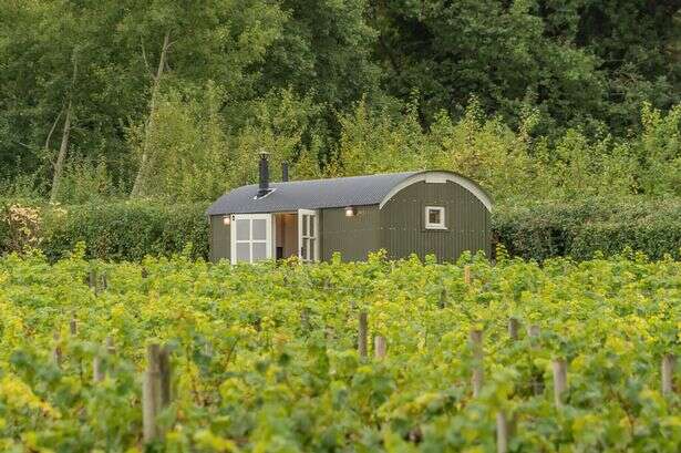 Stunning Midlands vineyard that is every wine lover's dream on market