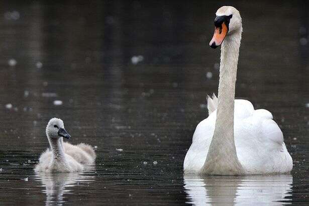 Swan struck and killed by vehicle as police issue appeal to trace driver