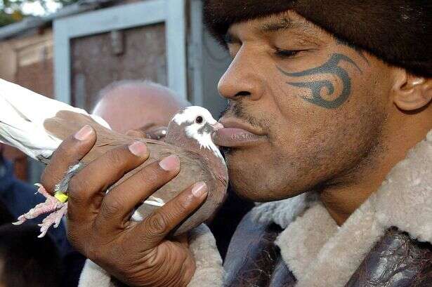 The bizarre moment that Mike Tyson popped to leafy Bloxwich to meet a man's pigeons