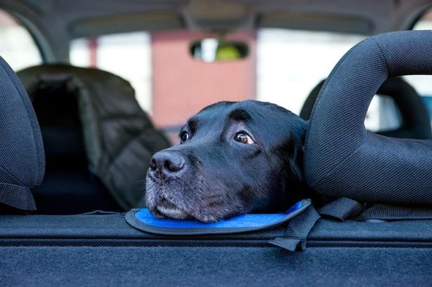 How to tell if your dog is suffering from travel anxiety - and what you can do