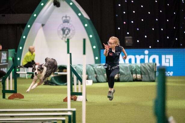 Agility: All you need to know about the most thrilling sporting spectacle at Crufts 2025