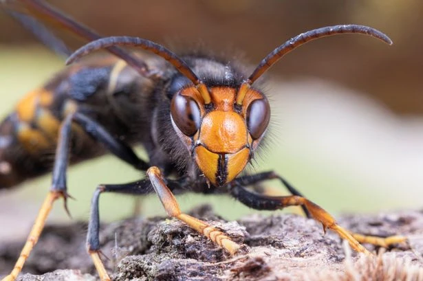 Expert shares 'essential steps' to keep Asian Hornets from your garden