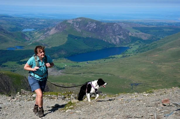 Dog owners in England told to 'avoid' two places as 35C heatwave hits