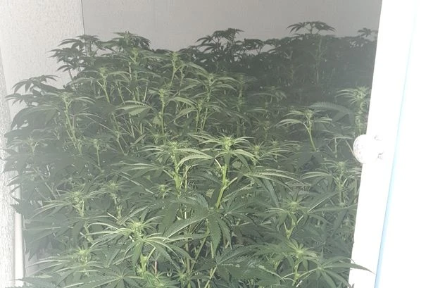 Police bust £100k cannabis farm in Tipton