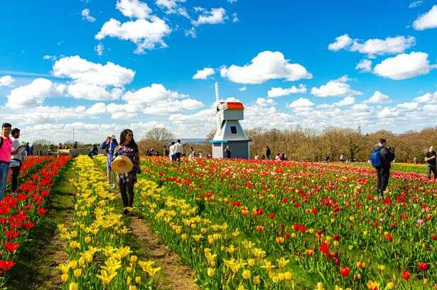 New tulip garden with 500,000 flowers opening in Warwickshire for spring