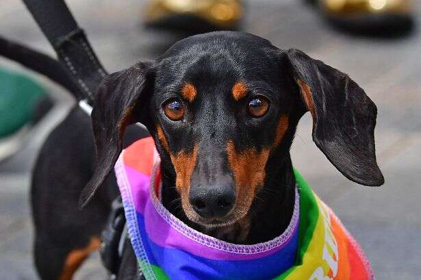 Much-loved dog on list of breeds vet says she'd never own