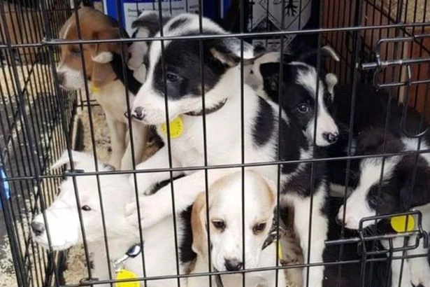 Man packs 44 'malnourished' puppies into hot van to drive up M5 - and 20 die