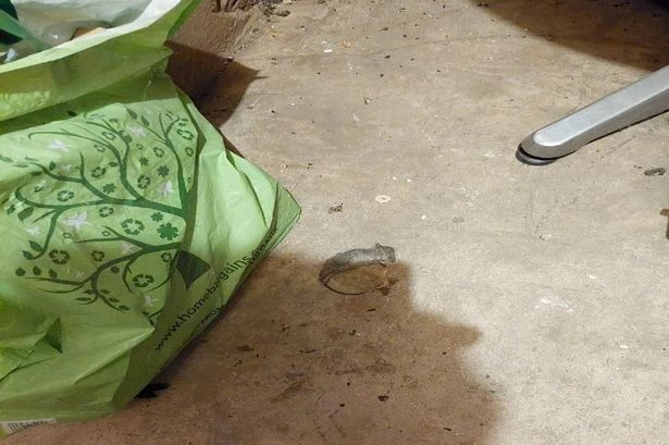 Company that ran Kingswinford pub where two dead mice found ordered to pay £23k