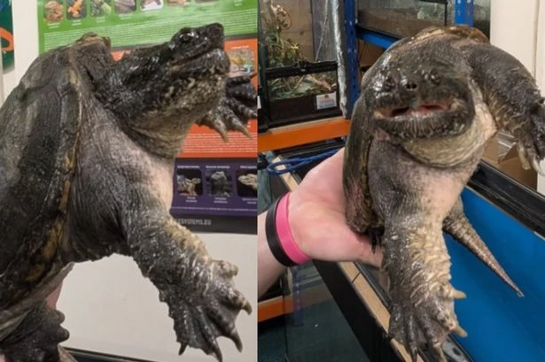 Mystery of vanishing ducks solved after shocking discovery in Bournville