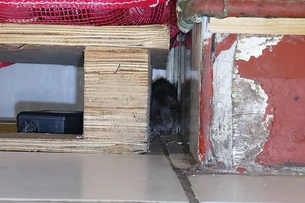 Indian restaurant fined £10k after rat found in storeroom