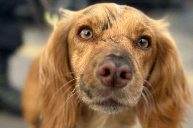 Meet the police's 'digital dogs' who sniff out key evidence