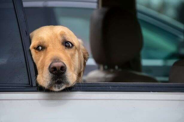 Drivers issued 'harsh' rule they should follow if they breakdown with dog in car