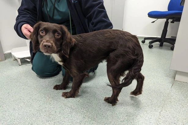 Huge spike in West Midlands animal abuse as shock numbers show sharp rise in summer beatings