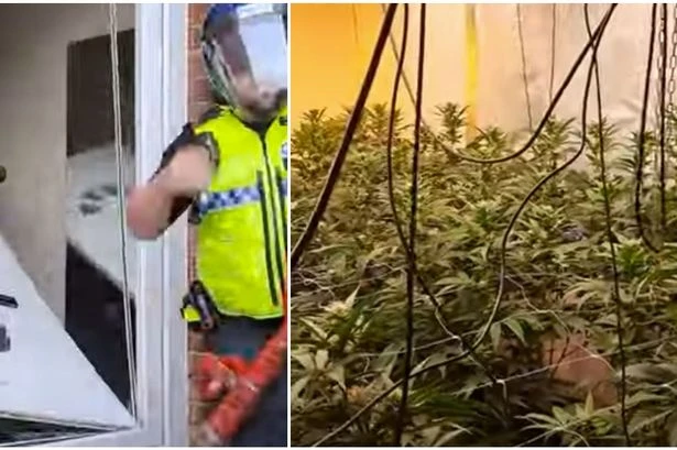 Dramatic moment police bust Dudley cannabis farm