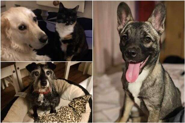 Three beautiful dogs in need of forever homes in the Midlands