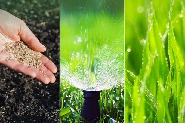 Amazon reduces £17 'wow' grass seed that 'starts to grow within four days'