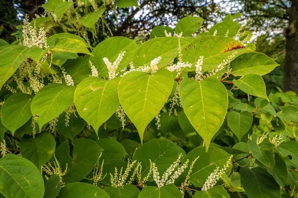 Garden shrub with pretty flowers loved by bees could knock £40k off value of your home