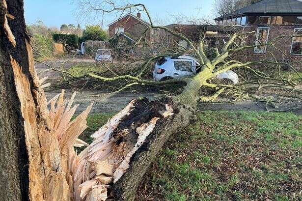 Driver has lucky escape after tree crushes car yards from preschool