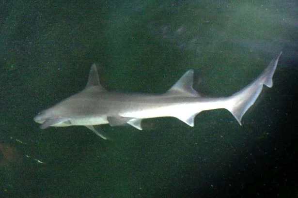 Rare 40lb shark caught by man off coast of popular UK beach