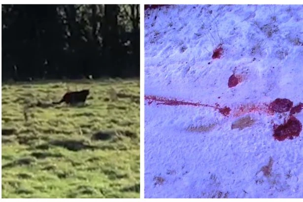 Big cat 'evidence' in snow at Midland beauty spot after 'bloodbath' mauling near M5