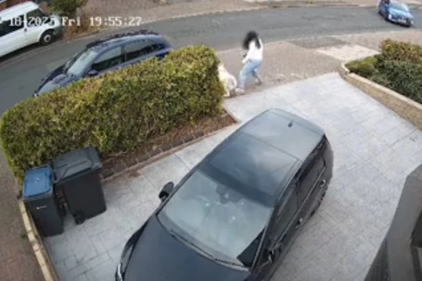 Three-legged cat 'mauled to death by out of control dog' on Birmingham driveway