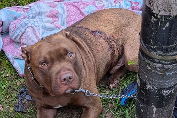 Urgent appeal after dog found with stab wounds and tied to lampost