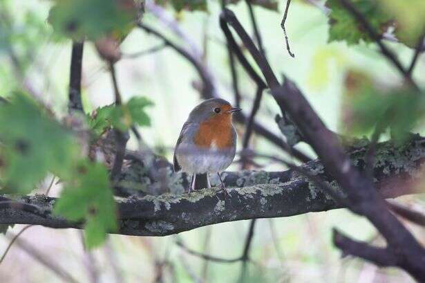 Homeowners with robins in garden issued warning ahead of Christmas